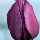 Negrita Tulip Bulbs