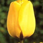 Golden Apeldoorn Tulip Bulbs