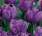 Blue Diamond Tulip Bulbs