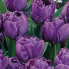 Blue Diamond Tulip Bulbs
