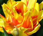 Monsella Tulip Bulbs