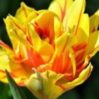 Monsella Tulip Bulbs