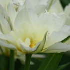 Exotic Emperor Tulip Bulbs