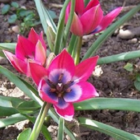 Little Beauty Tulip Bulbs