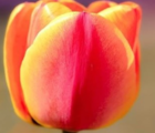 Flair Tulip Bulbs