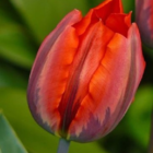 Princess Irene Tulip Bulbs