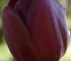 Queen of Night Tulip Bulbs
