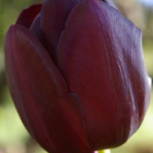 Queen of Night Tulip Bulbs