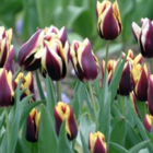 Gavota Tulip Bulbs