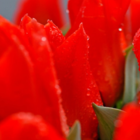 Red Riding Hood Tulip Bulbs