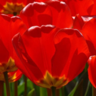 Apeldoorn Tulip Bulbs