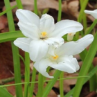 Chionodoxa Luciliae Alba Bulbs