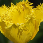Crystal Star Tulip Bulbs