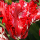 Estella Rijnveld Tulip Bulbs