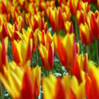 Giuseppe Verdi Tulip Bulbs