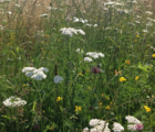 BS11M: Acidic Soils Wildflower Meadow Seeds