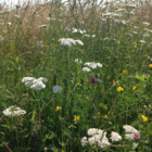 BS11M: Acidic Soils Wildflower Meadow Seeds