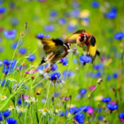 BS14P 100%: Wild Bird Wildflower Seeds