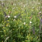 BS1P 100%: Traditional Wildflower Seeds