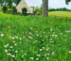BS1P 100%: Traditional Wildflower Seeds