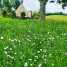 BS1P 100%: Traditional Wildflower Seeds