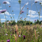 BS2P 100%: Chalk & Limestone Soils Wildflower Seeds