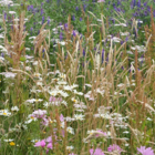 BS5M: Heavy Clay Soils Wildflower Meadow Seeds