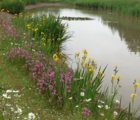 BS6P 100%: Wetland & Pond Edge Wildflower Seeds