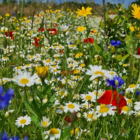 BS9M: Cornfield Annuals Wildflower Meadow Seeds