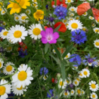 BS9P 100% Cornfield Annuals Wildflower Seeds