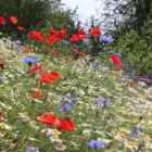 BS9P 100% Cornfield Annuals Wildflower Seeds