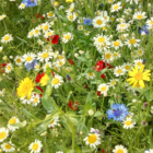 BS9P 100% Cornfield Annuals Wildflower Seeds