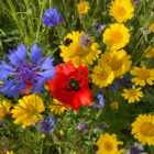 BS9P 100% Cornfield Annuals Wildflower Seeds