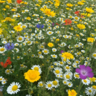 BS9P 100% Cornfield Annuals Wildflower Seeds