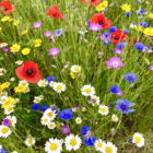 BS9P 100% Cornfield Annuals Wildflower Seeds