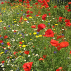 Annual Mix Wildflower Seed Balls