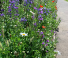 BSBP 100%: Bees and Butterfly Wildflower Seeds