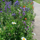 BSBP 100%: Bees and Butterfly Wildflower Seeds