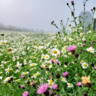 BSRE 100%: Restore & Enrich Wildflower Seeds