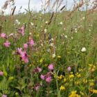 Restore and Enrich Wildflowers Road Verge