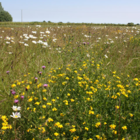 CSS3 Wildflower Meadow, also suitable for AB8