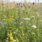 BSXP 100%: Dual Purpose Wildflower Seeds