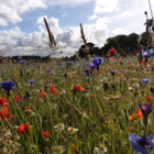 BSXM: Dual Purpose Wildflower Meadow Seeds