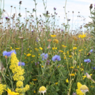 BSXP 100%: Dual Purpose Wildflower Seeds