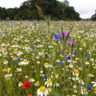 BSXP 100%: Dual Purpose Wildflower Seeds