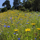 BSXP 100%: Dual Purpose Wildflower Seeds