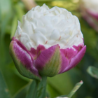 Ice Cream Tulip Bulbs