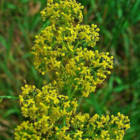 Bedstraw, Lady's (Galium verum) Plant