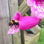 Bee Mix Wildflower Seed Balls