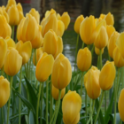 Big Smile Tulip Bulbs